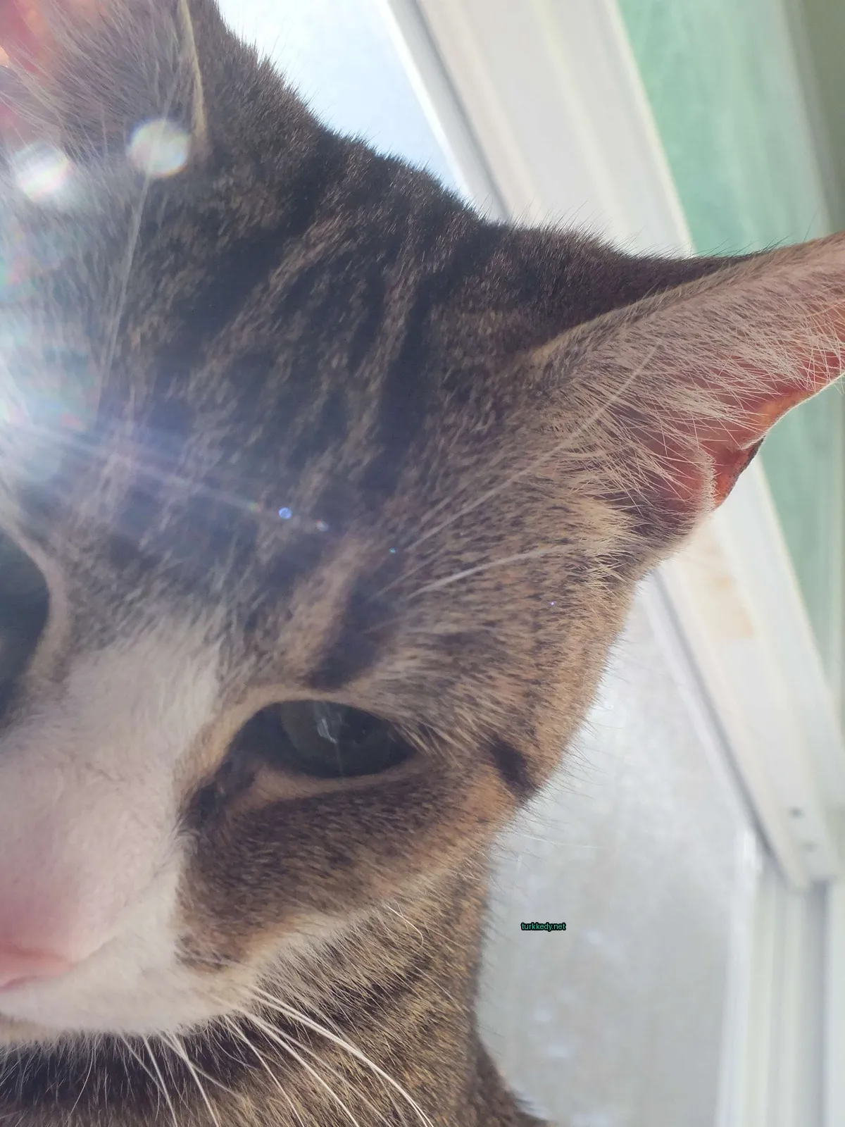 Kırmızı-beyaz desenli bir kedi pencerede oturuyor.