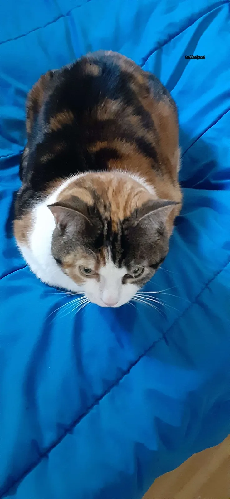 Koyu kahverengi ve beyaz bir kedi mavi bir çarşaf üzerinde yatıyor.