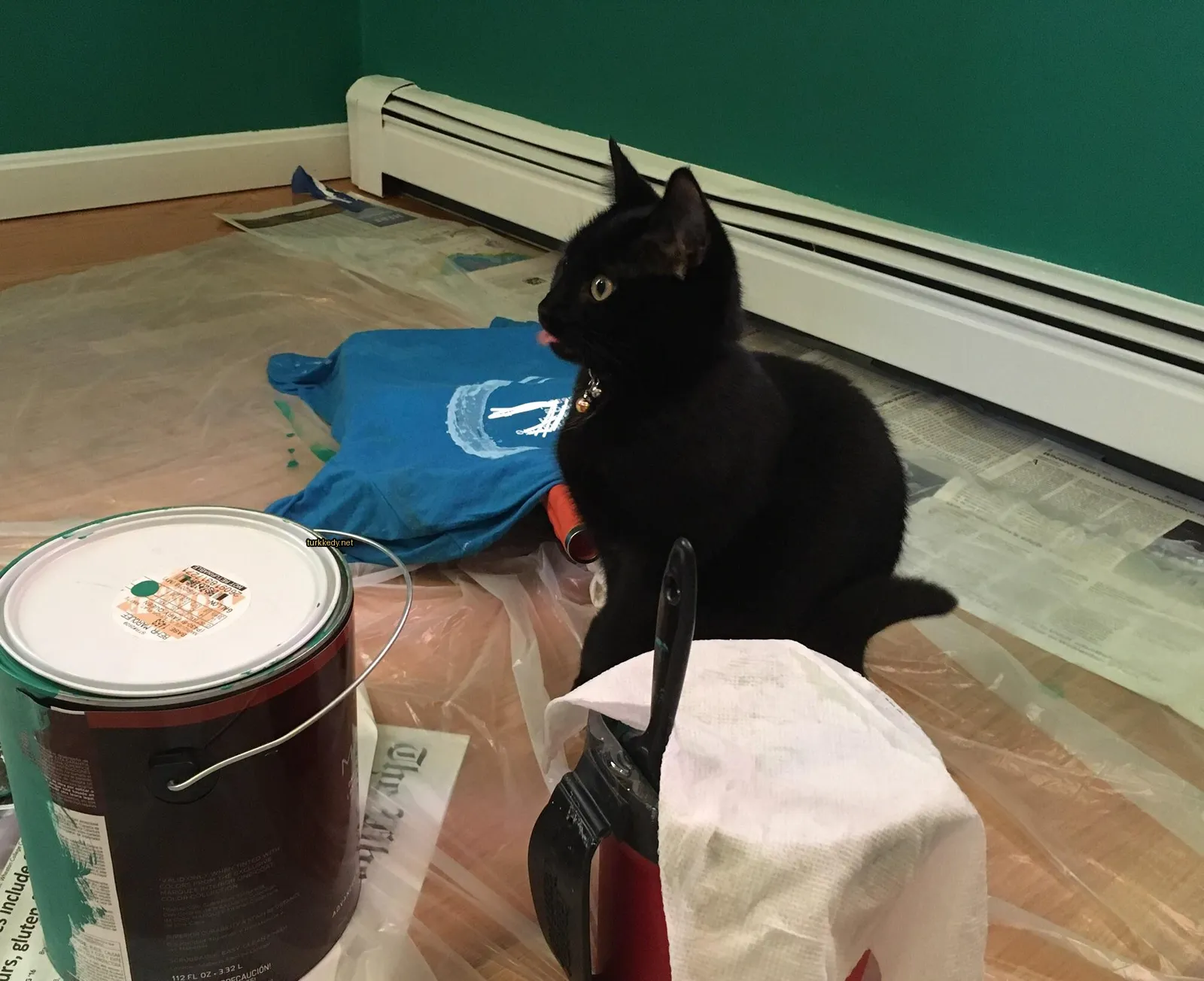 Siyah bir kedi, beyaz bir havlu üzerinde, duvarlarda boyalı bir odada oturuyor.