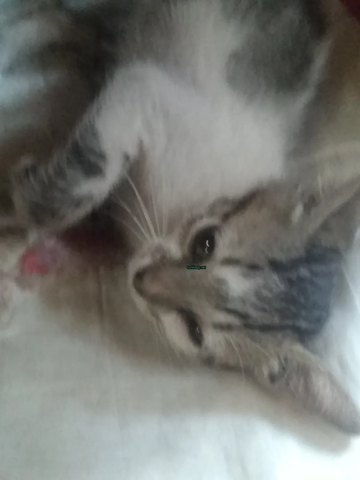 Beyaz ve gri desenli küçük bir kedi beyaz bir bez üzerinde yatıyor.