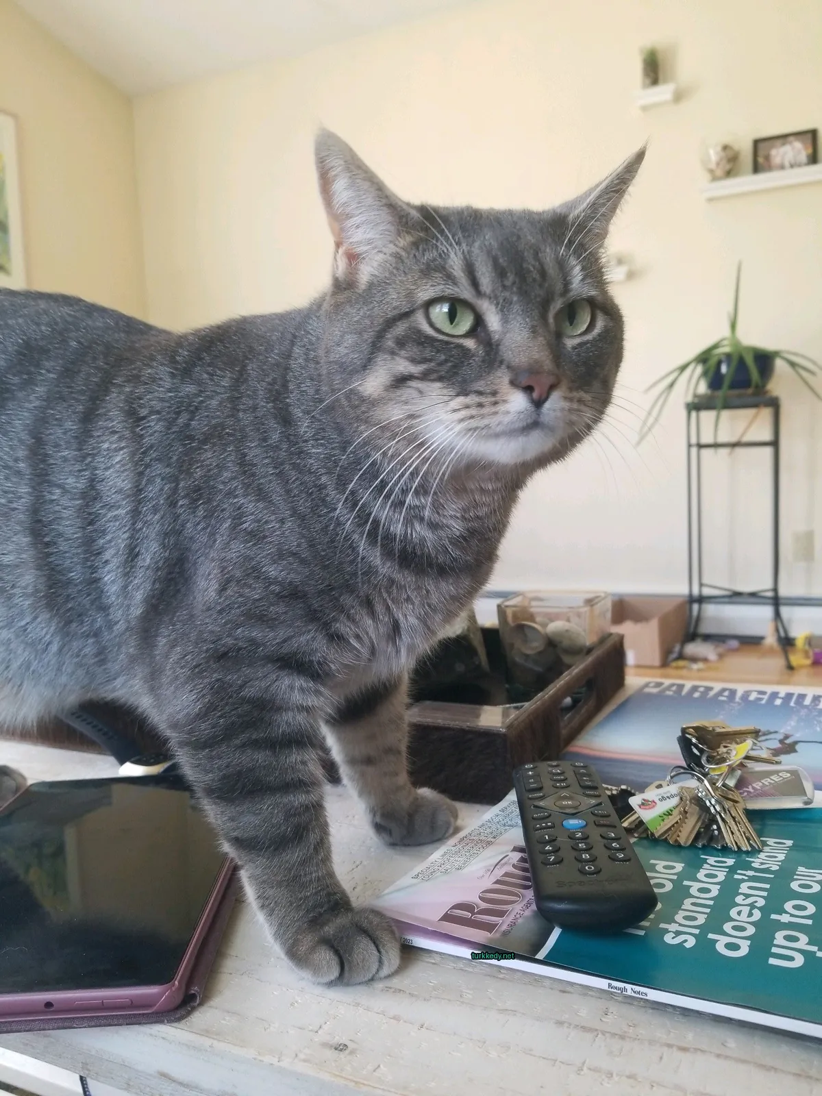 Gri ve siyah bir kedi masa üzerinde duruyor.