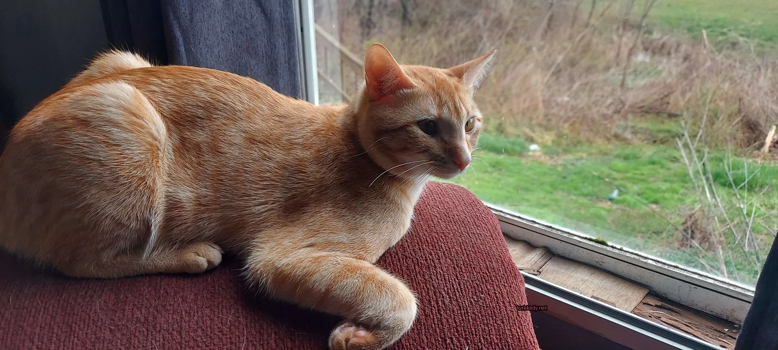 Kahverengi ve beyaz bir kedi pencereden karşıda bir sofa üzerinde oturuyor.