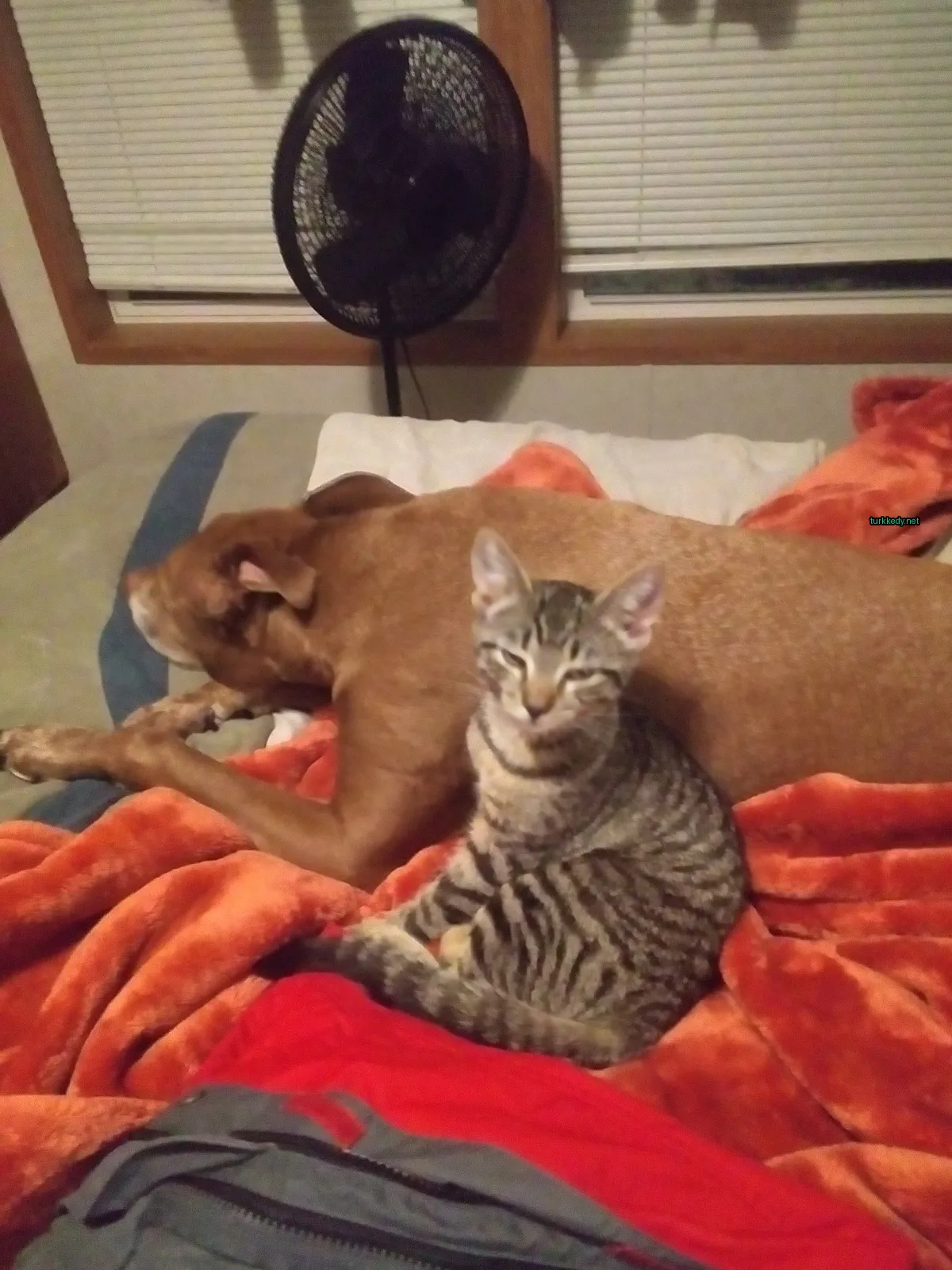 Beyaz ve gri bir kedi, bir kahverengi köpek yanındaki yatakta oturuyor.