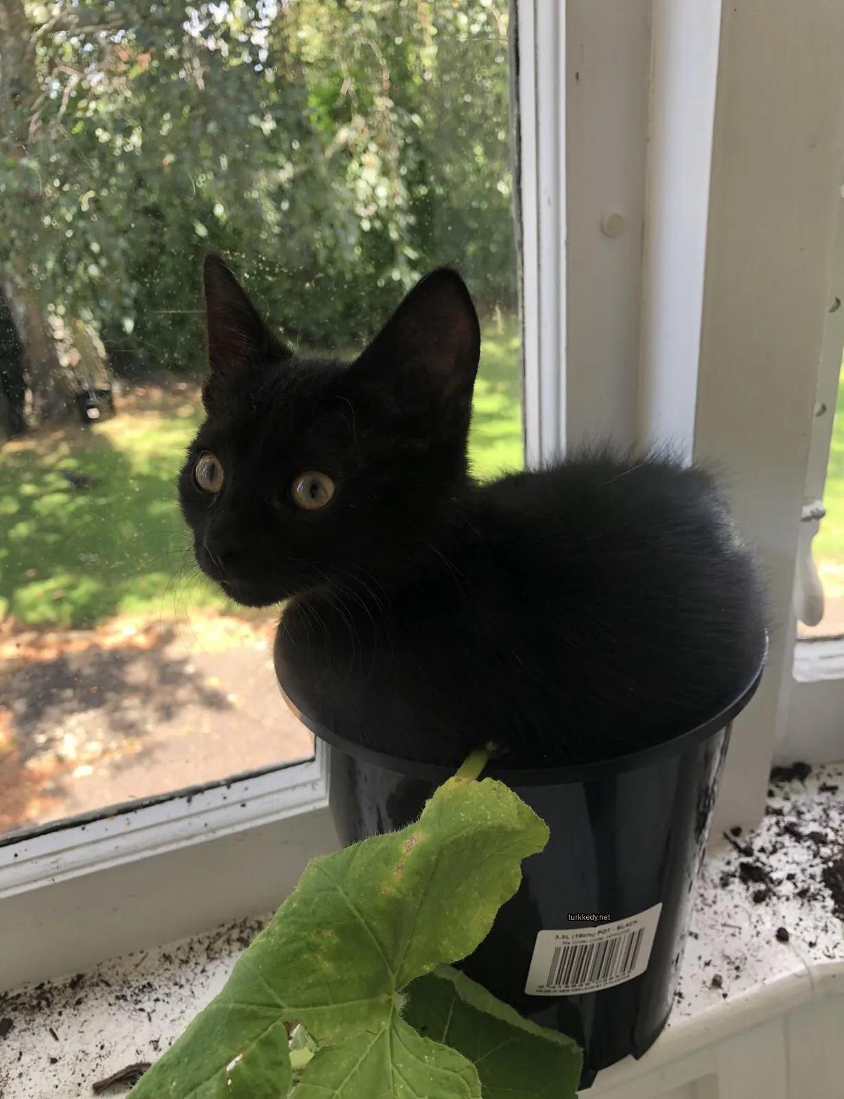 Siyah bir kedi bir tencerede oturuyor.