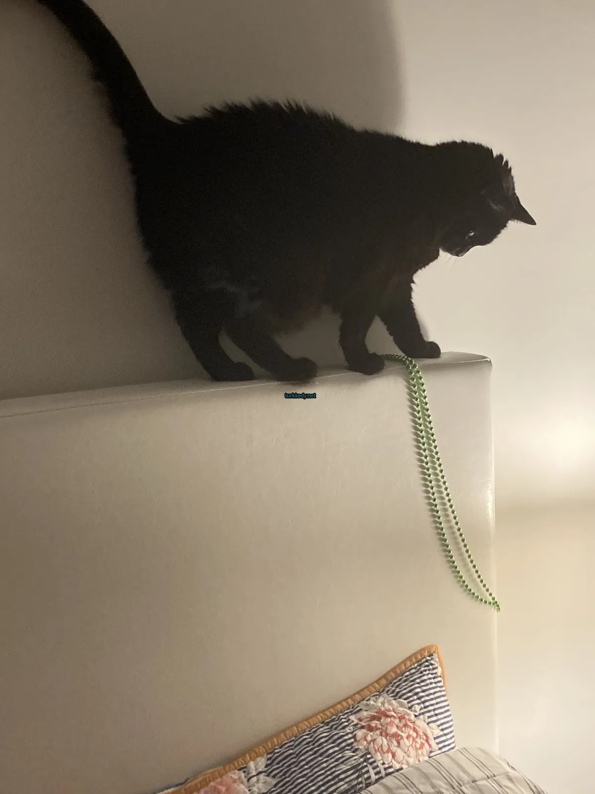 Bir siyah kedi bir buzdolabının üzerinde duruyor.