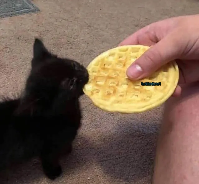 Siyah bir kedi, beyaz göğsüyle birlikte bir waffle yerken.