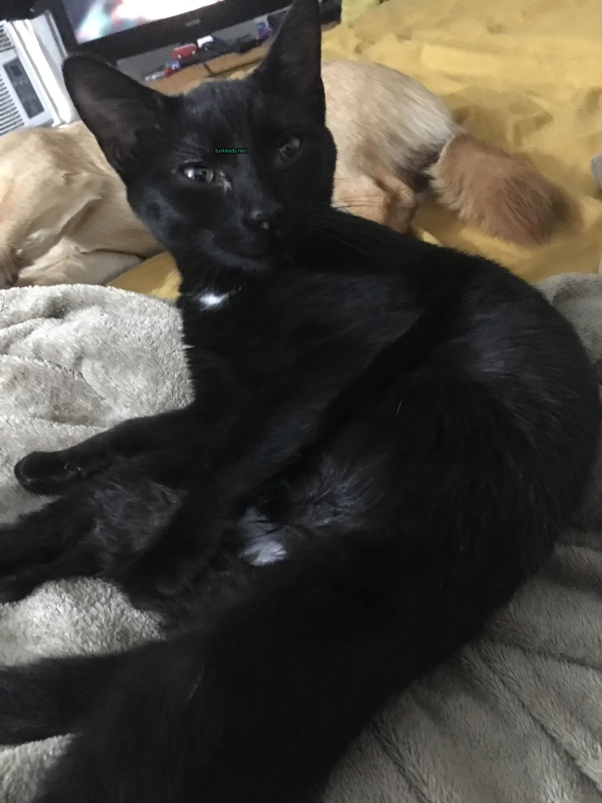 Siyah bir kedi, göğsünde beyaz bir leke olan, bir yatağa uzanmış.