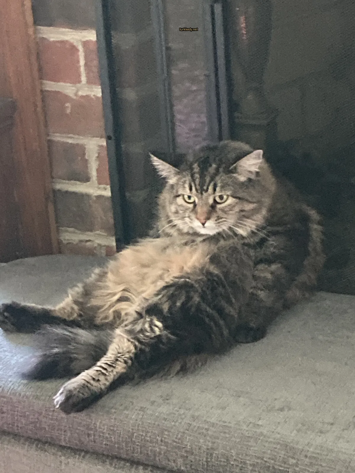Büyük, püsküllü, gri ve siyah bir kedi bir sobanın önünde bir sofa üzerinde oturuyor.