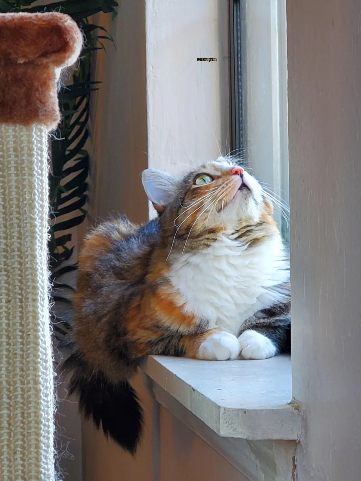 Kumral ve beyaz bir kedi, damla desenli bir patternle pencere camına oturmaktadır.