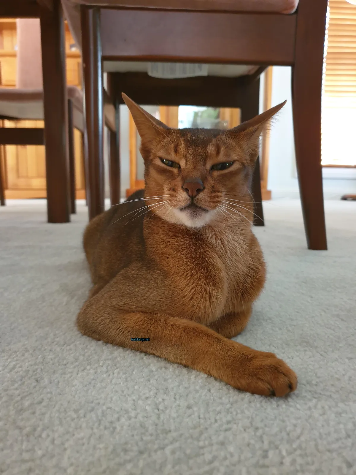 Kırmızı-beyaz bir kedi, pointli bir kulakla bir halı üzerinde oturuyor.