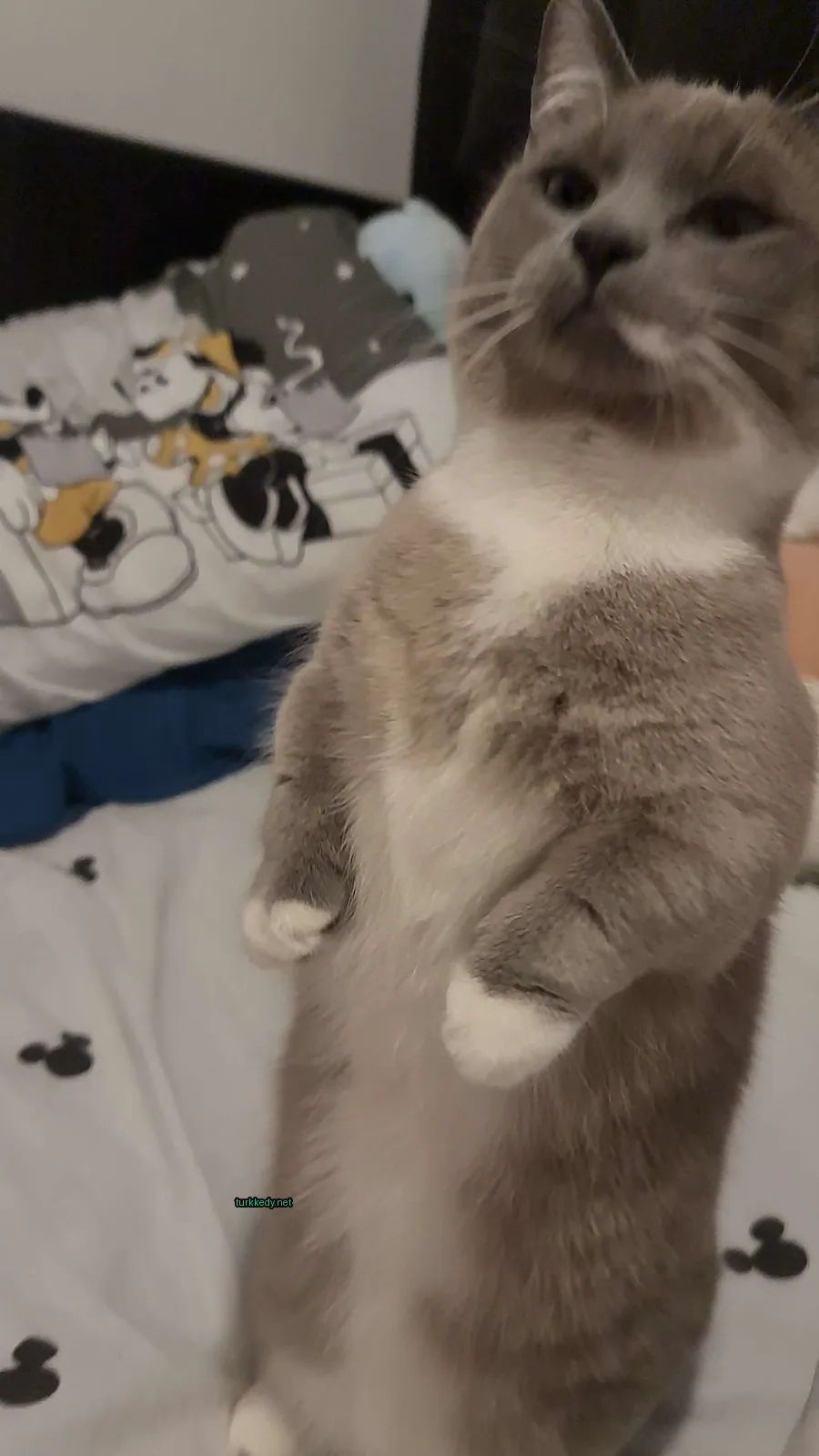 Beyaz ve gri bir kedi yatakta duruyor.