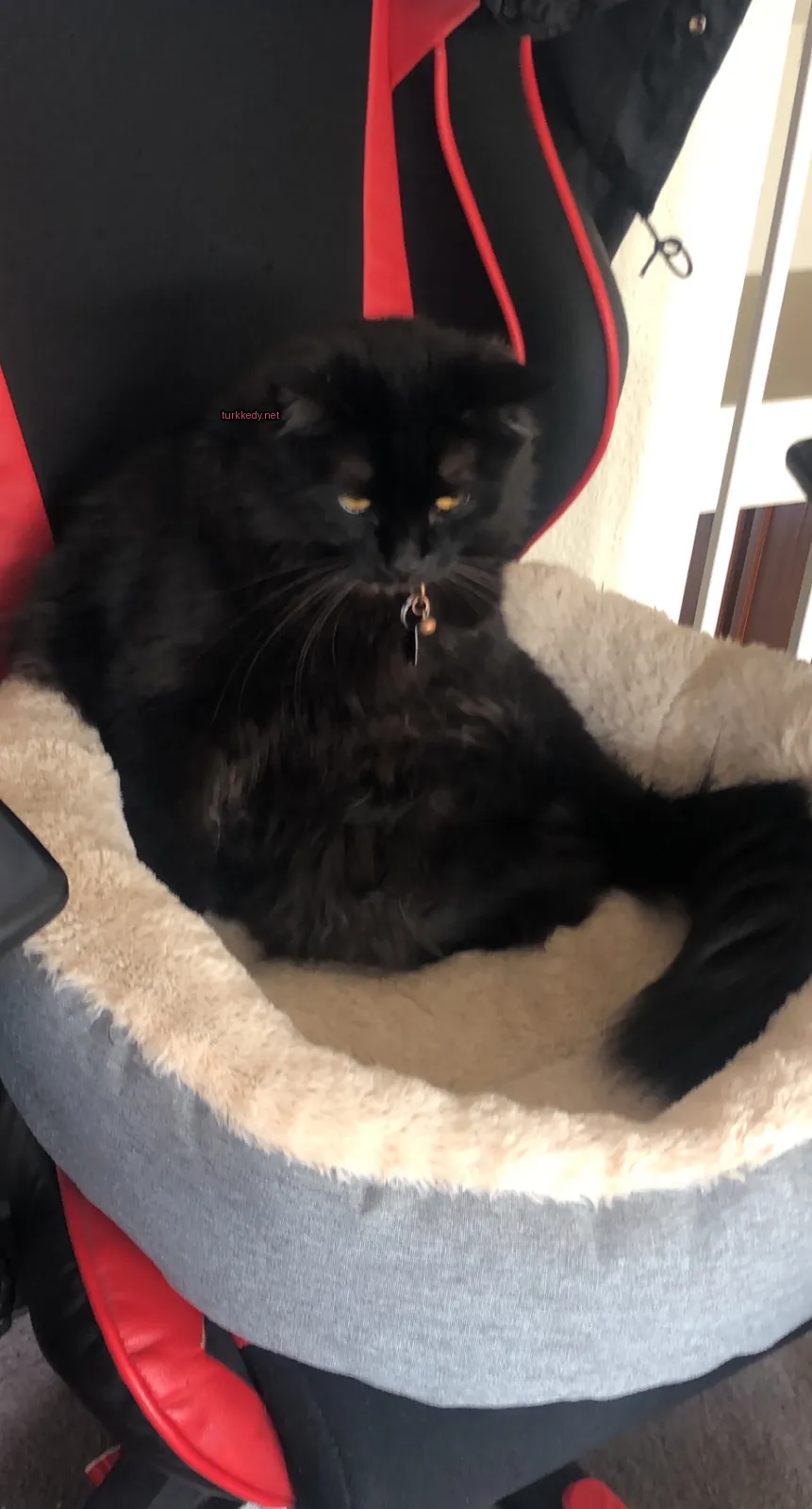 Sarı bir kedi yatağında bir zil takılı siyah kedi.