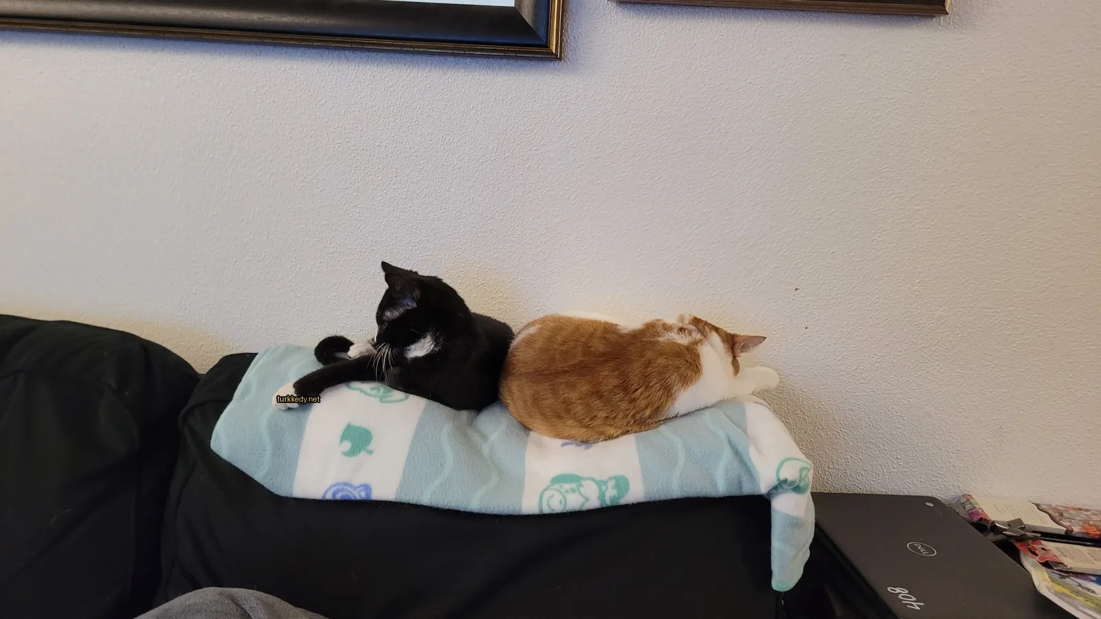 Siyah beyaz bir kedi bir yastıkta bir turuncu kediye yan yana yatıyor.