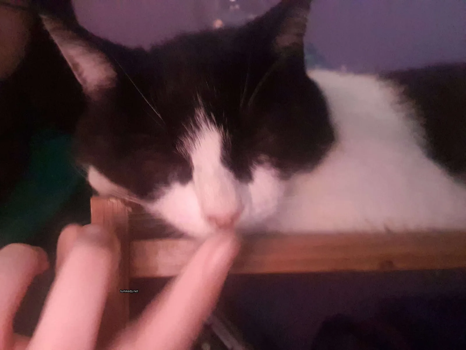 Siyah ve beyaz bir kedi masa üzerinde yatıyor.