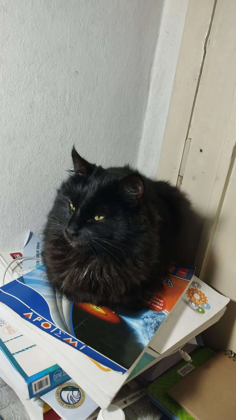 Siyah bir kedi, göğsü beyaz bir kitap üzerinde oturuyor.