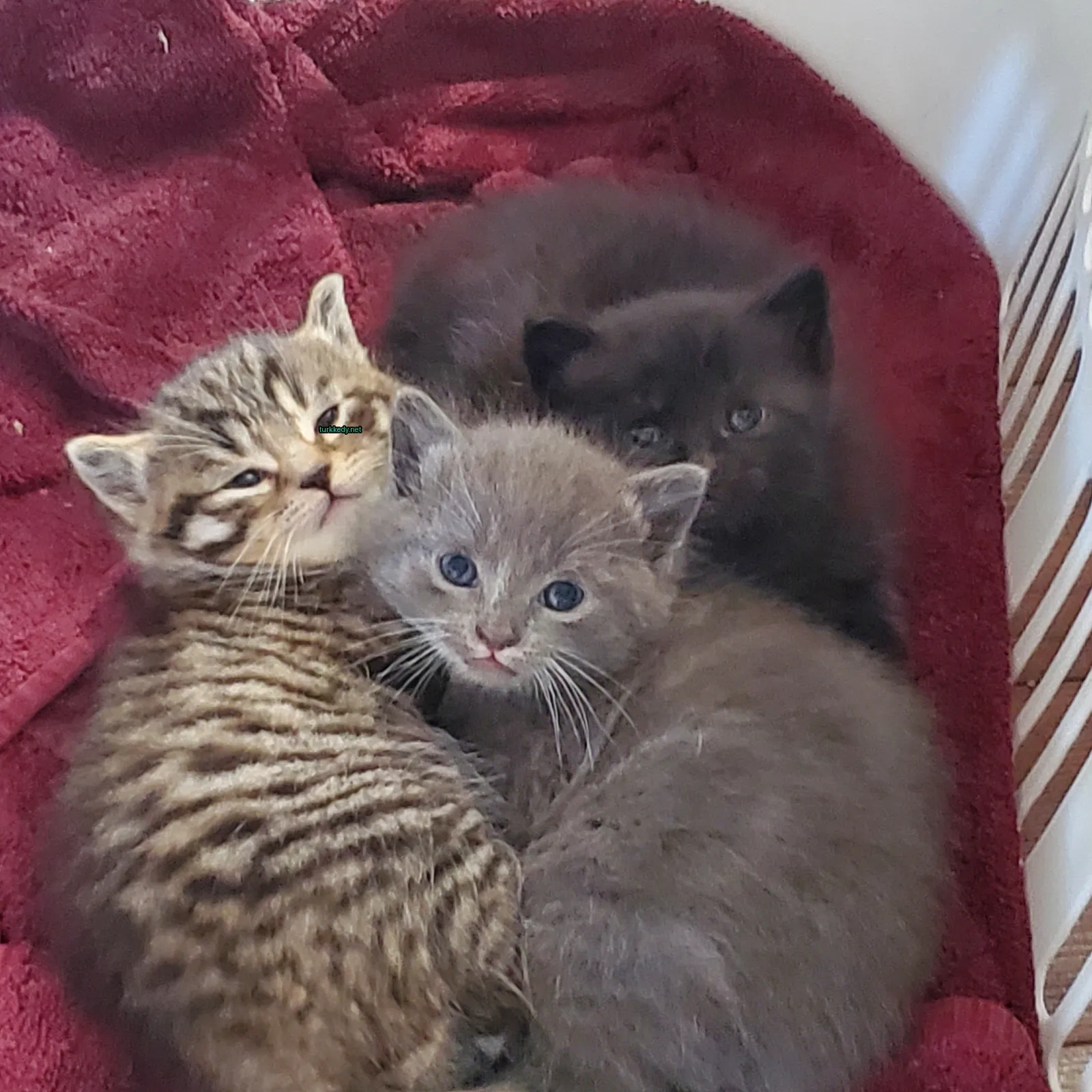 Siyah beyaz bir kedi kırmızı bir battaniğe iki diğer kediyle birlikte yatıyor.