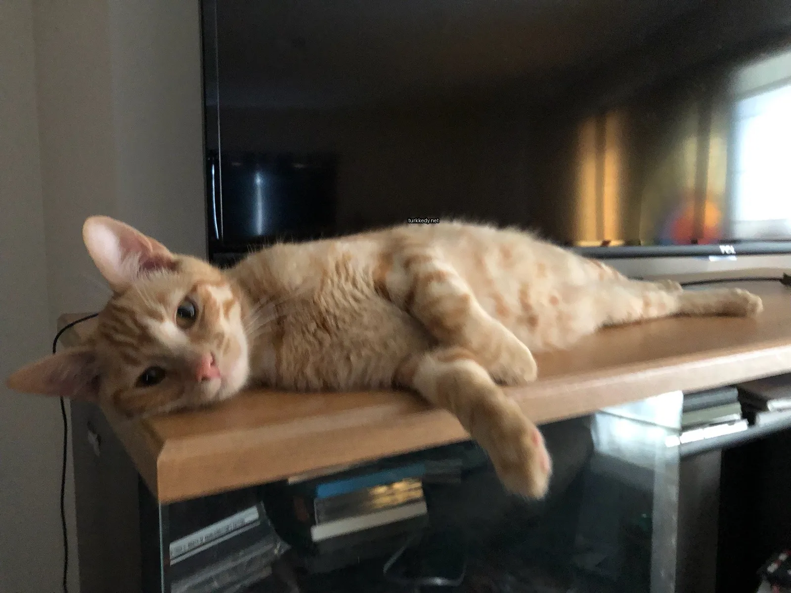 Kahverengi ve beyaz bir kedi, bir televizyonun önünde bir ahşap masaya uzanmış vaziyette.