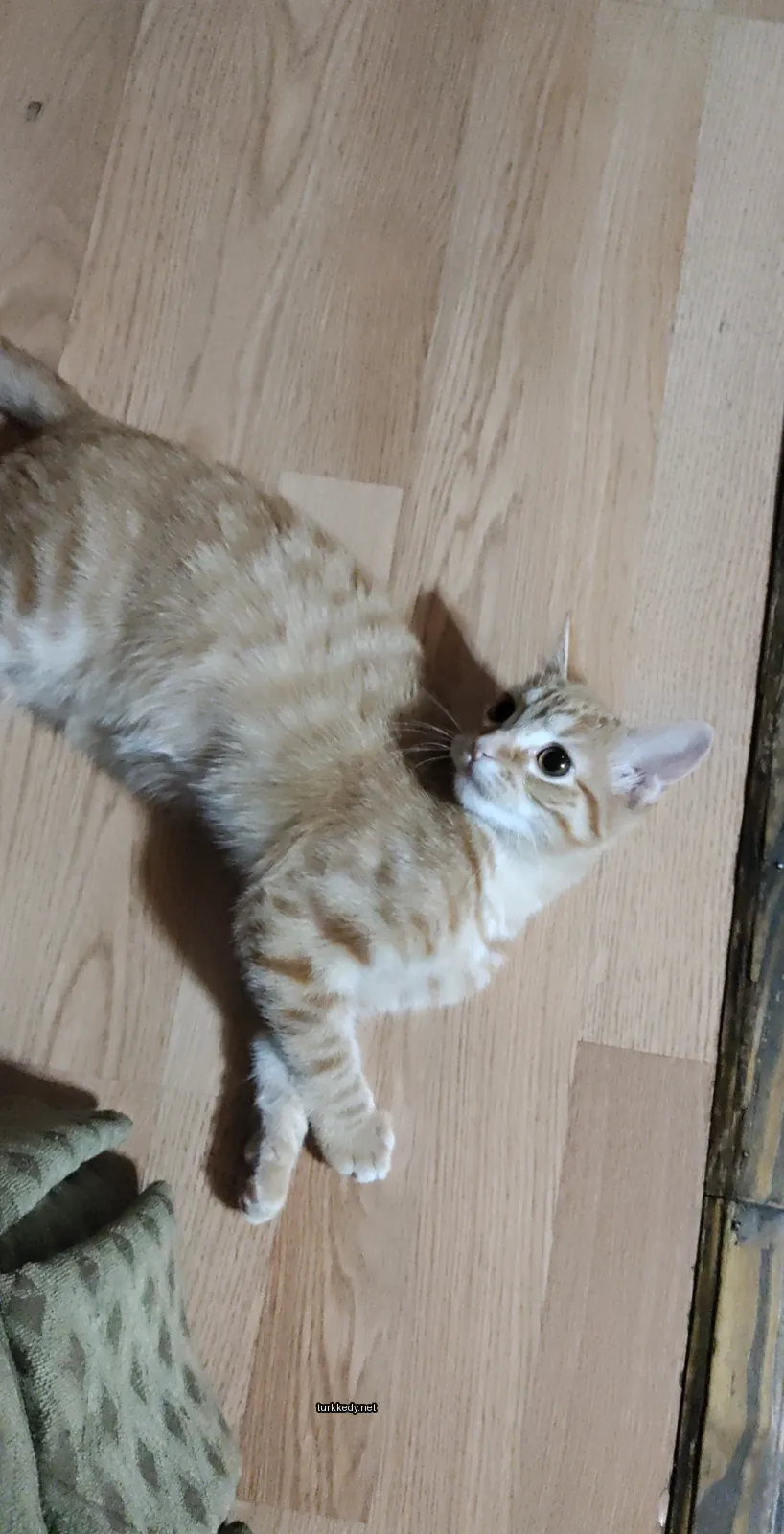 Kahverengi bir kedi ahşap zeminde yatıyor.