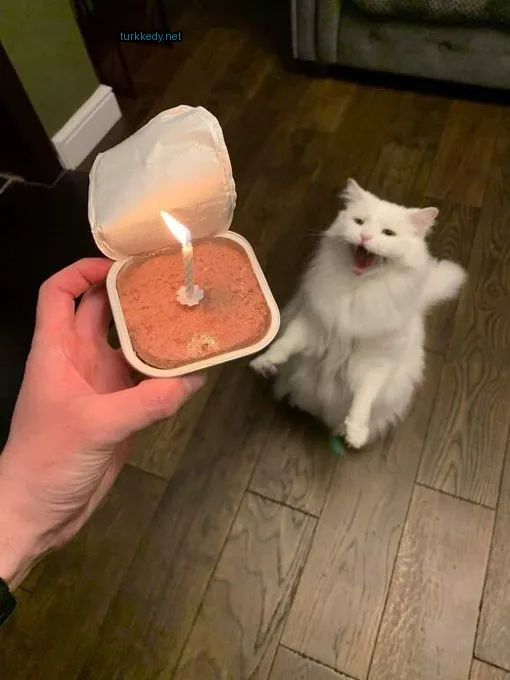 Beyaz bir kedi, pink diline ve bir bardakta bir doğum günü mumu var.