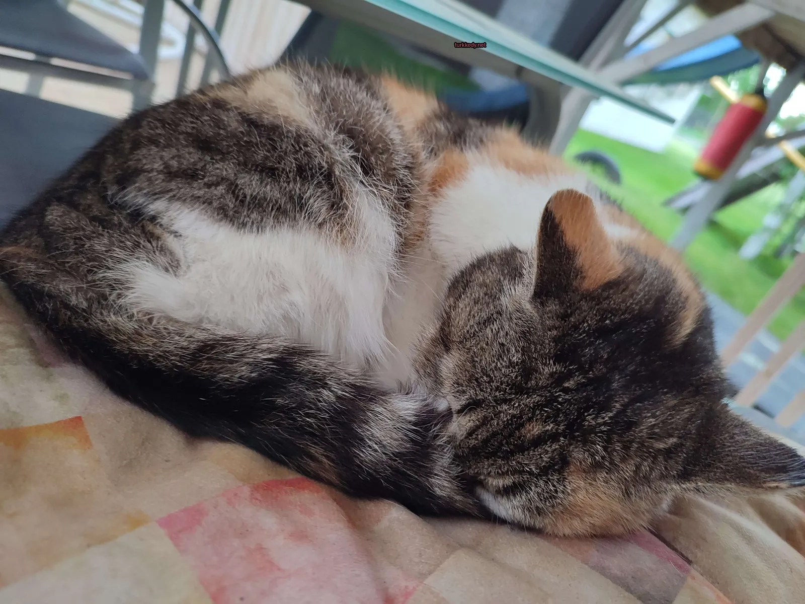 Kara ve beyaz bir kedi bir battaniyenin üzerinde sarılmış.