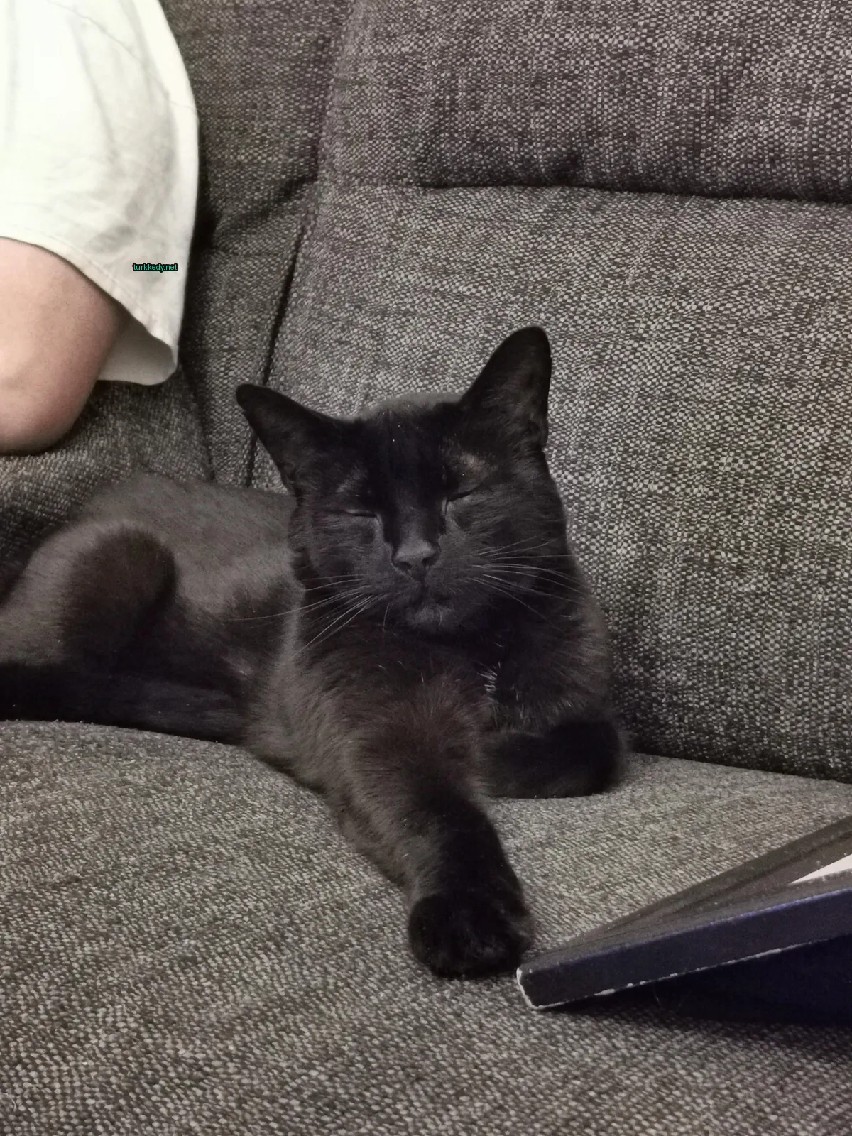 Siyah bir kedi beyaz göğsüyle bir sofa üzerinde yatıyor.