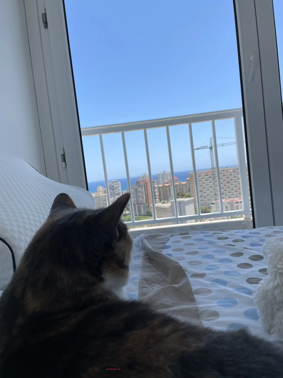 Koyu ve siyah bir deri desenine sahip bir kedi yatakta oturuyor.