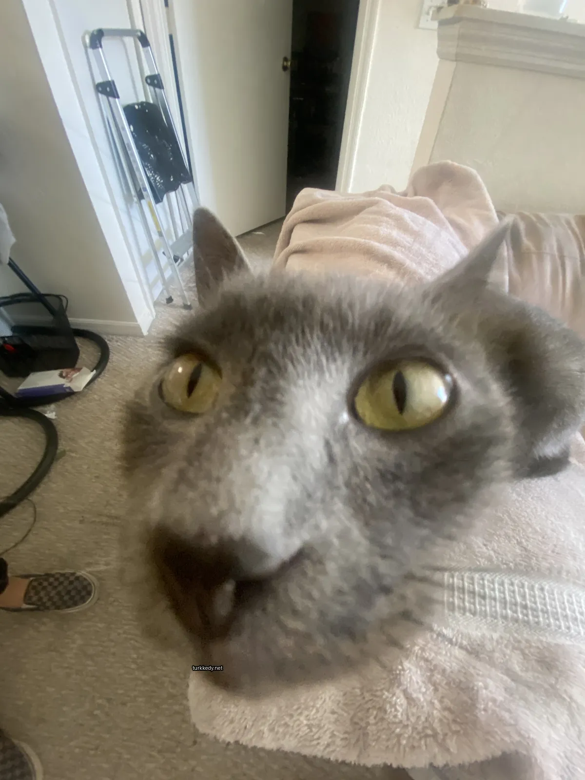 Gri bir kedi sarı gözlerle bir havlu üzerinde oturuyor.