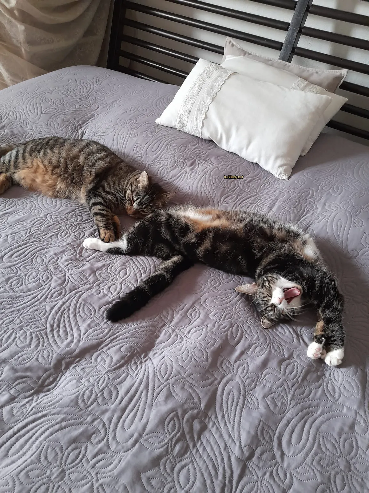 Siyah beyaz bir kedi yatakta başka bir kediyle yatıyor.