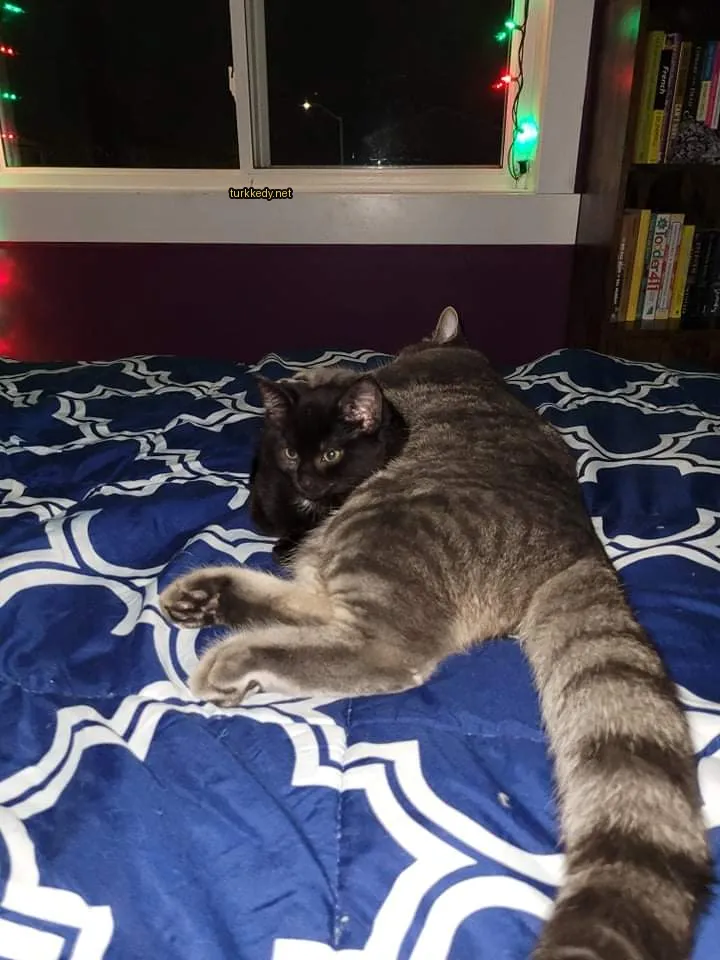 Siyah ve gri bir kedi, mavi ve beyaz bir çarşafın üzerinde bir yatakta yatıyor.
