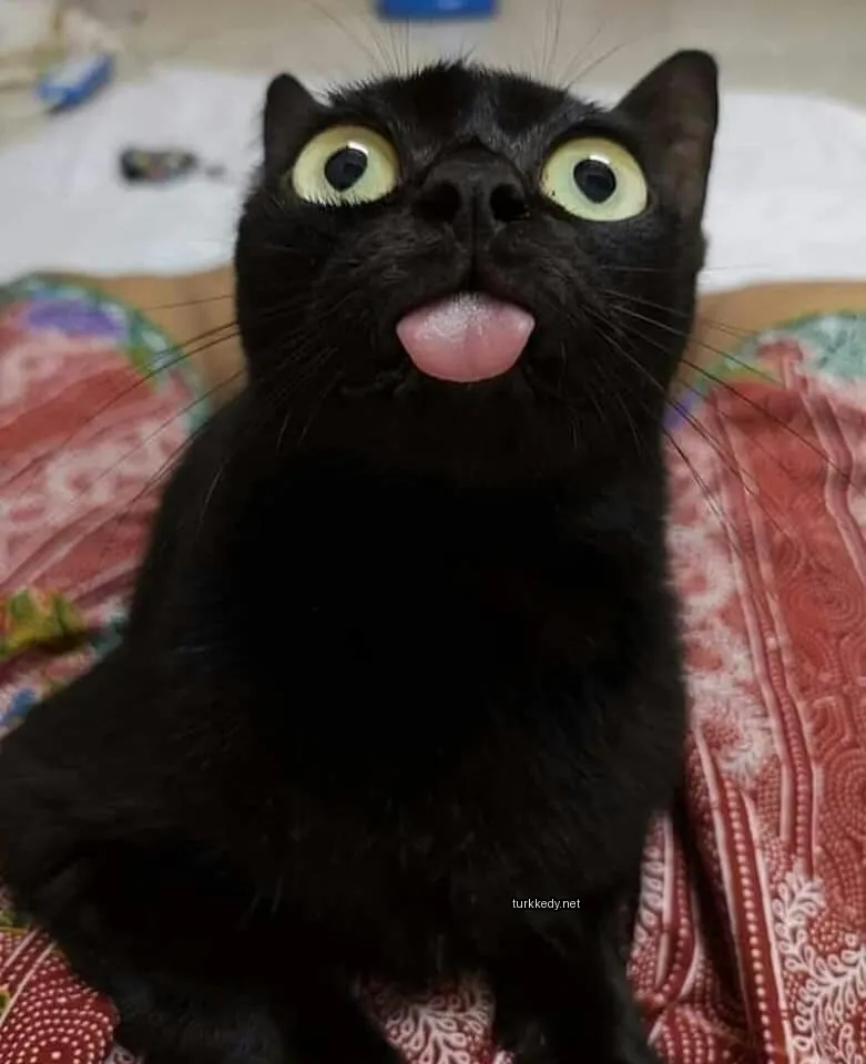 Siyah bir kedi, pink dilini dışarıda tutuyor.