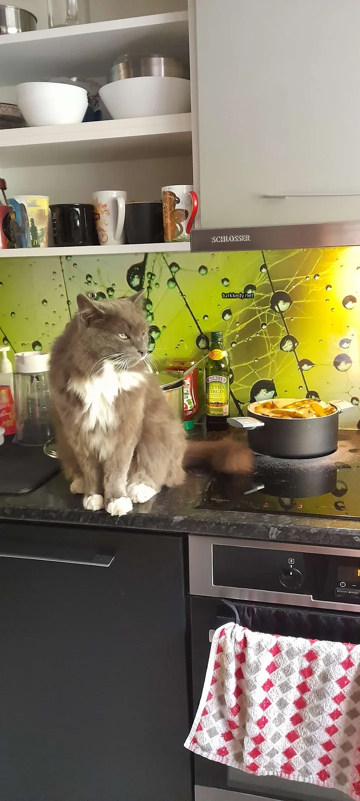 Beyaz ve gri bir kedi bir ocakta oturuyor.