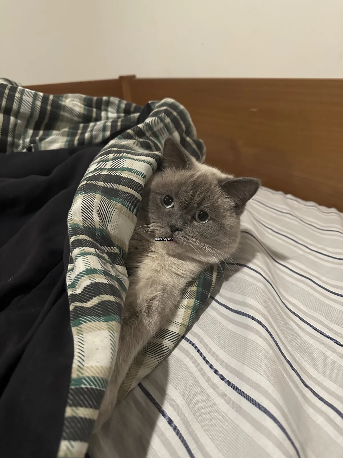 Gri ve beyaz bir kedi, bir plaid çarşafının sarılı olduğu yatağında yatıyor.
