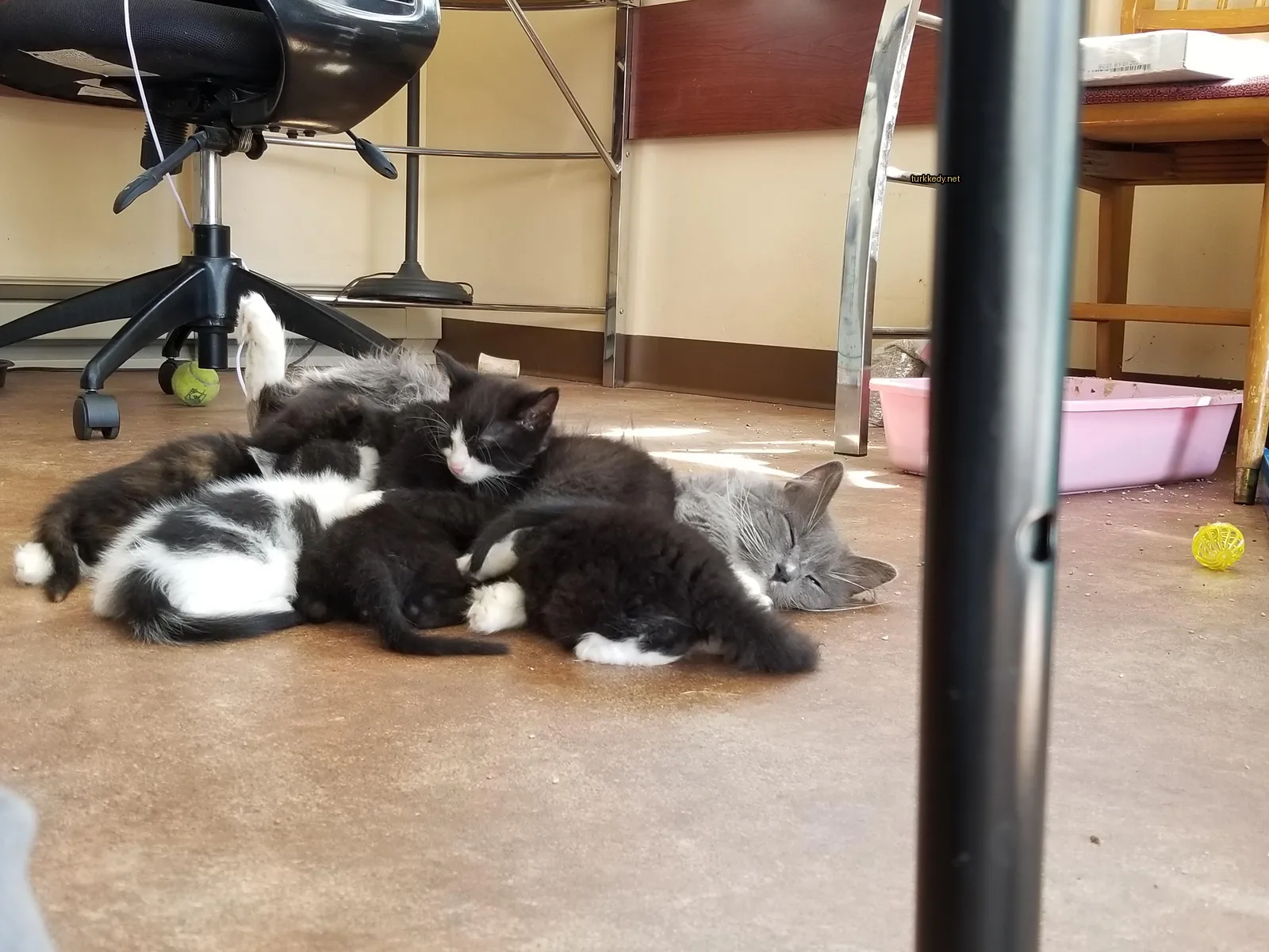 Siyah ve beyaz bir kedi bir grup kedi kuzularla birlikte zemine yatıyor.