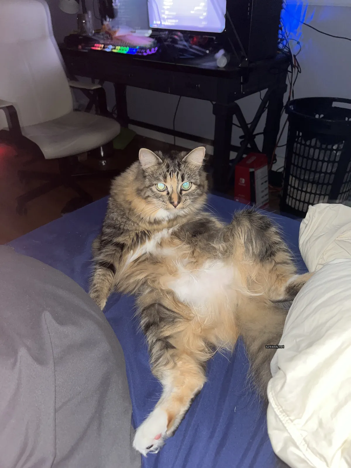 Beyaz ve kahverengi bir kedi yatağın üzerinde bacaklarını açmış pozisyonda oturuyor.