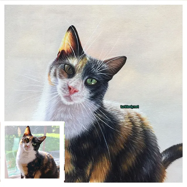 Siyah ve beyaz bir kedi, beyaz göğsü ve kahverengi ve siyah bir kuyruğu var.