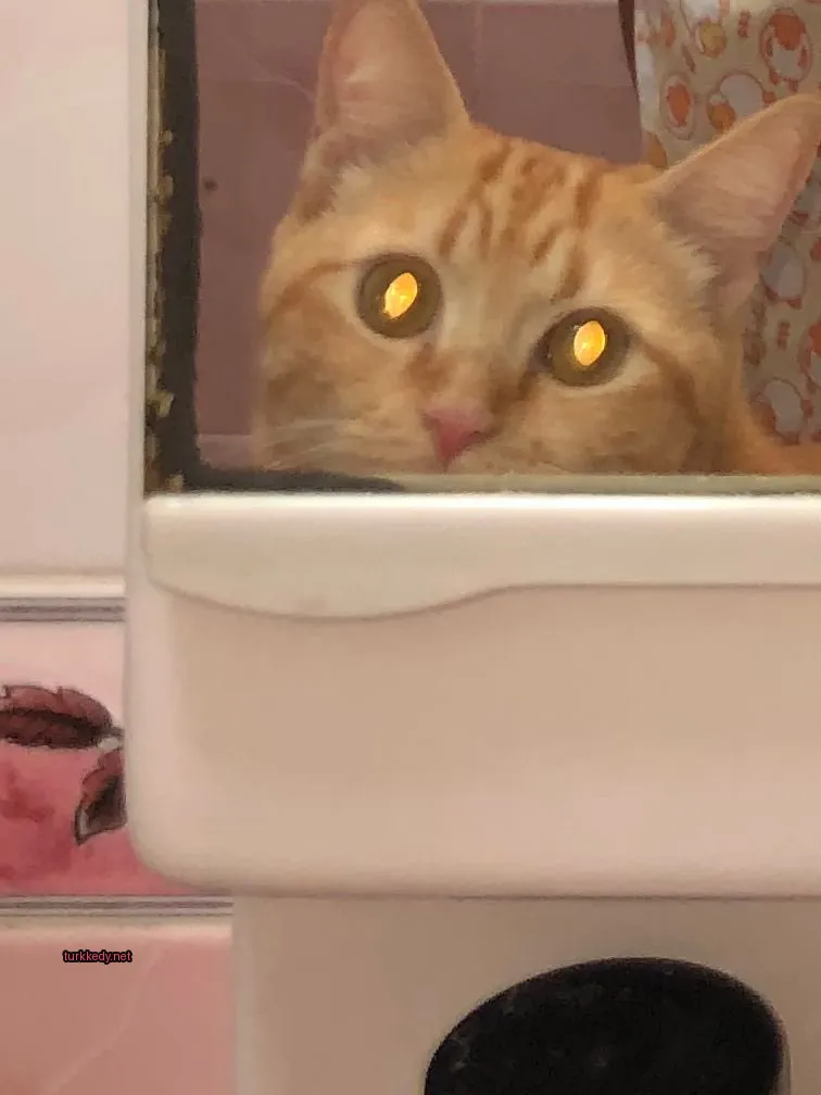 Sarı gözleri ve mavi- beyaz desenli kürkü olan bir kedi, bir aynadan gizlice dışarı bakıyor.