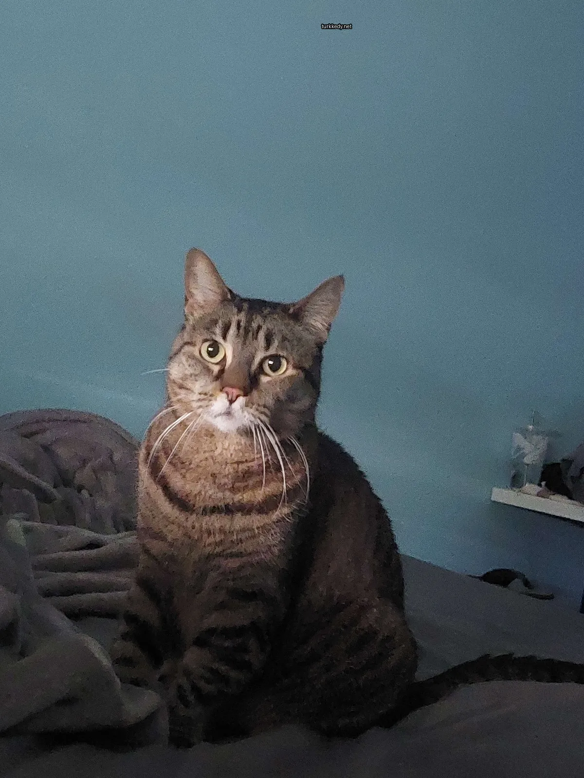 Gri ve siyah bir kedi yatakta oturuyor.