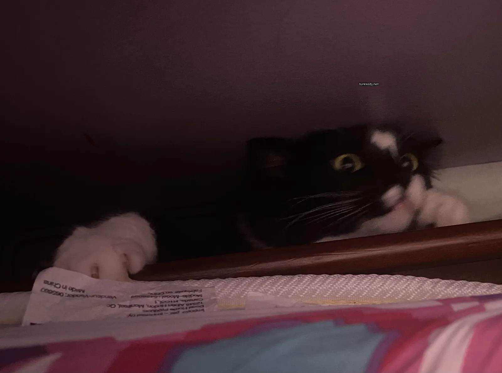 Beyaz bir ayaklı siyah beyaz bir kedi masa üzerinde oturuyor.