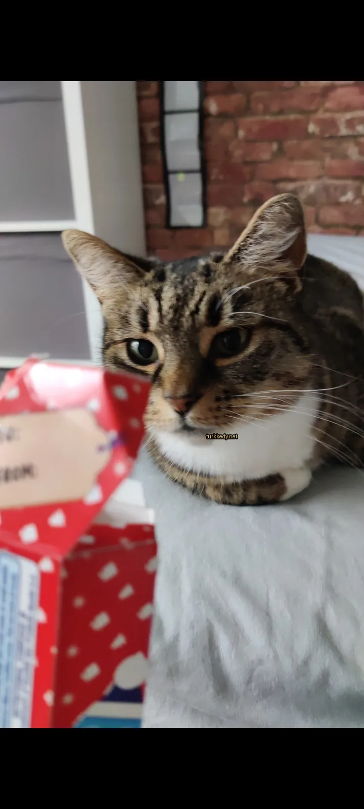 Kara ve beyaz bir kedi, siyah burun ve gözlerle yatakta yatıyor.