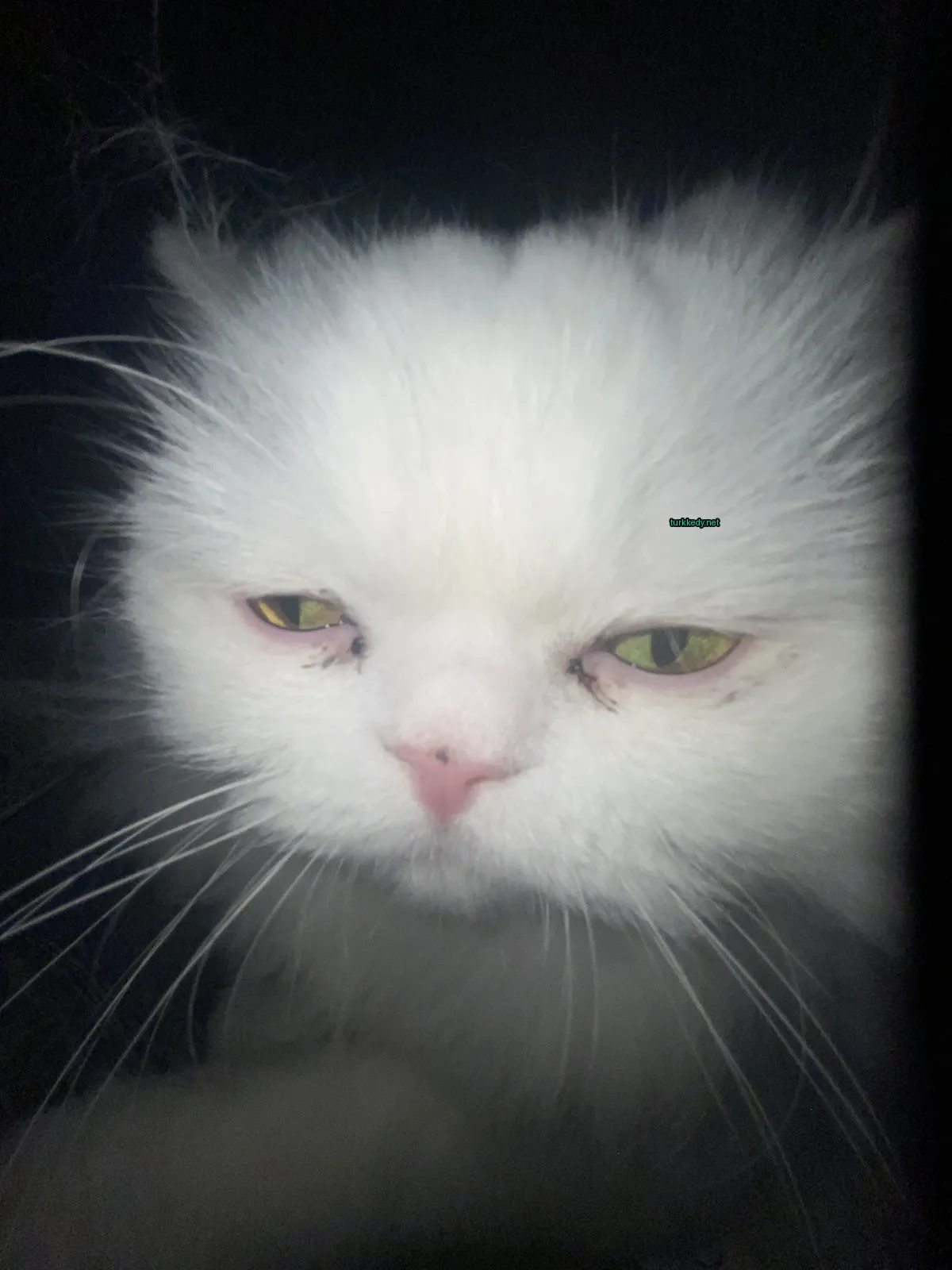 Beyaz bir kedi, yeşil gözleri ve pembe burunları var.