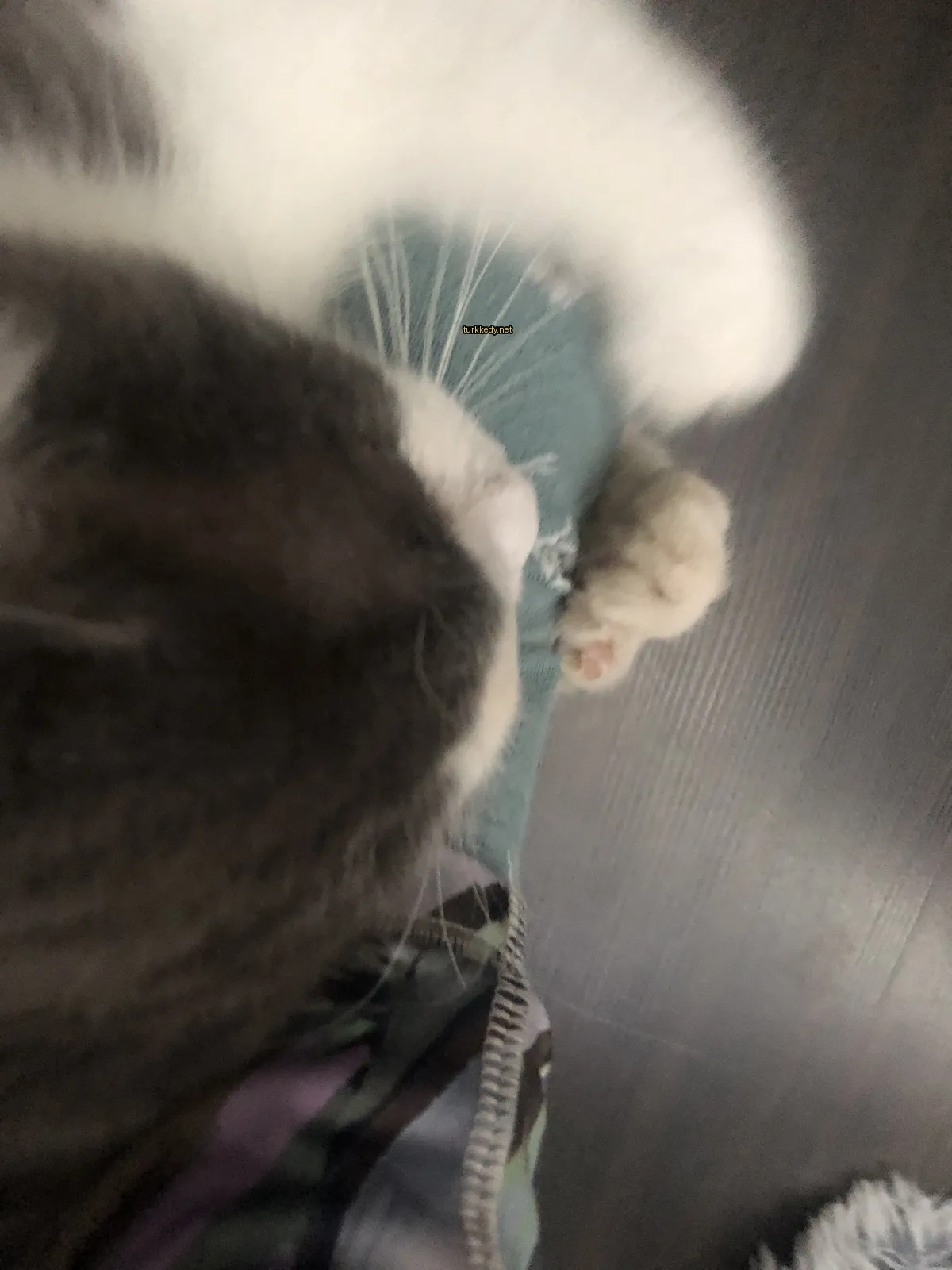 Gri ve beyaz bir kedi, üzerinde yeşil bir gömlek taşıyor.