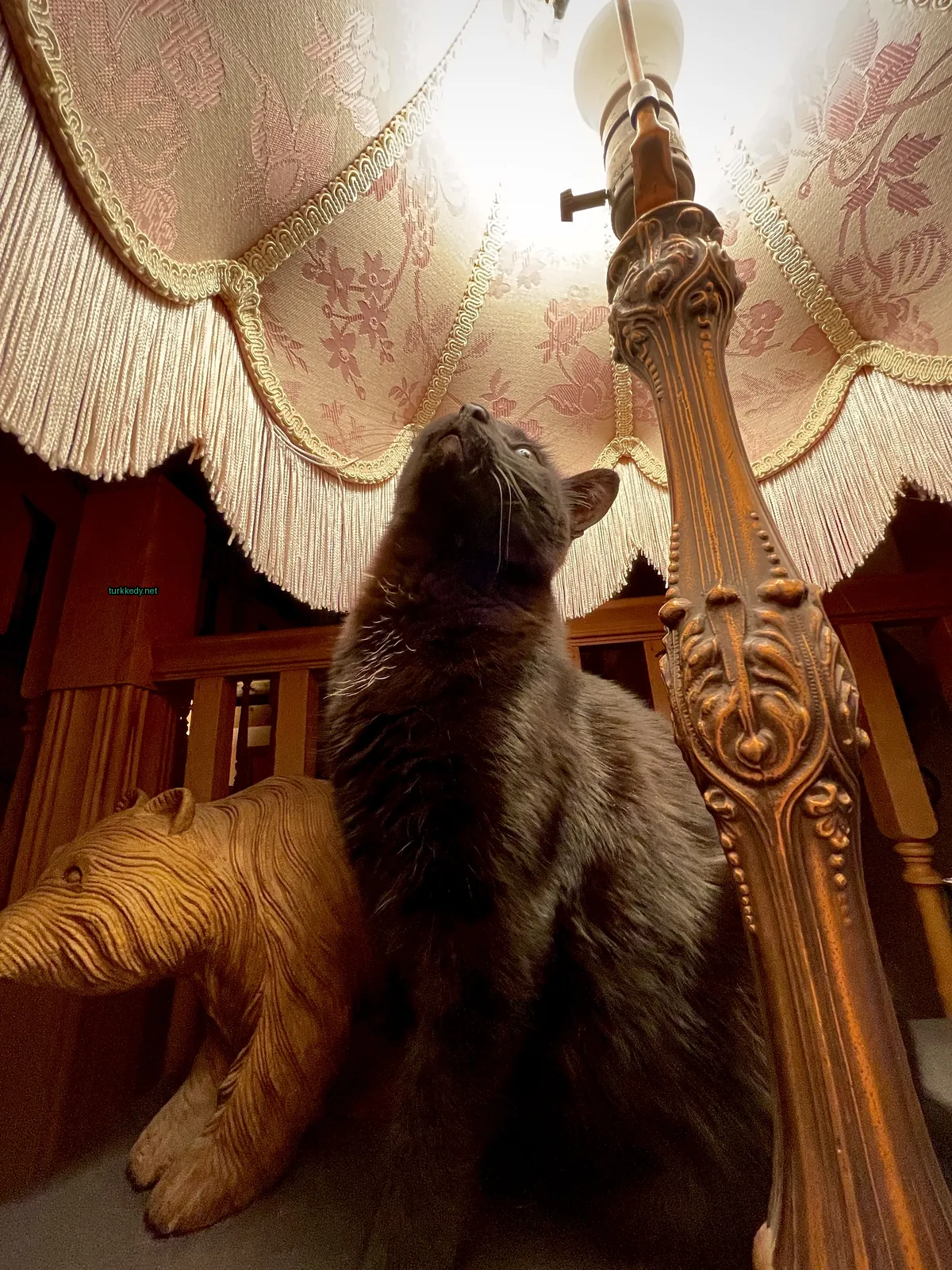 Bir siyah kedi bir lamba direğinin üzerinde oturuyor.
