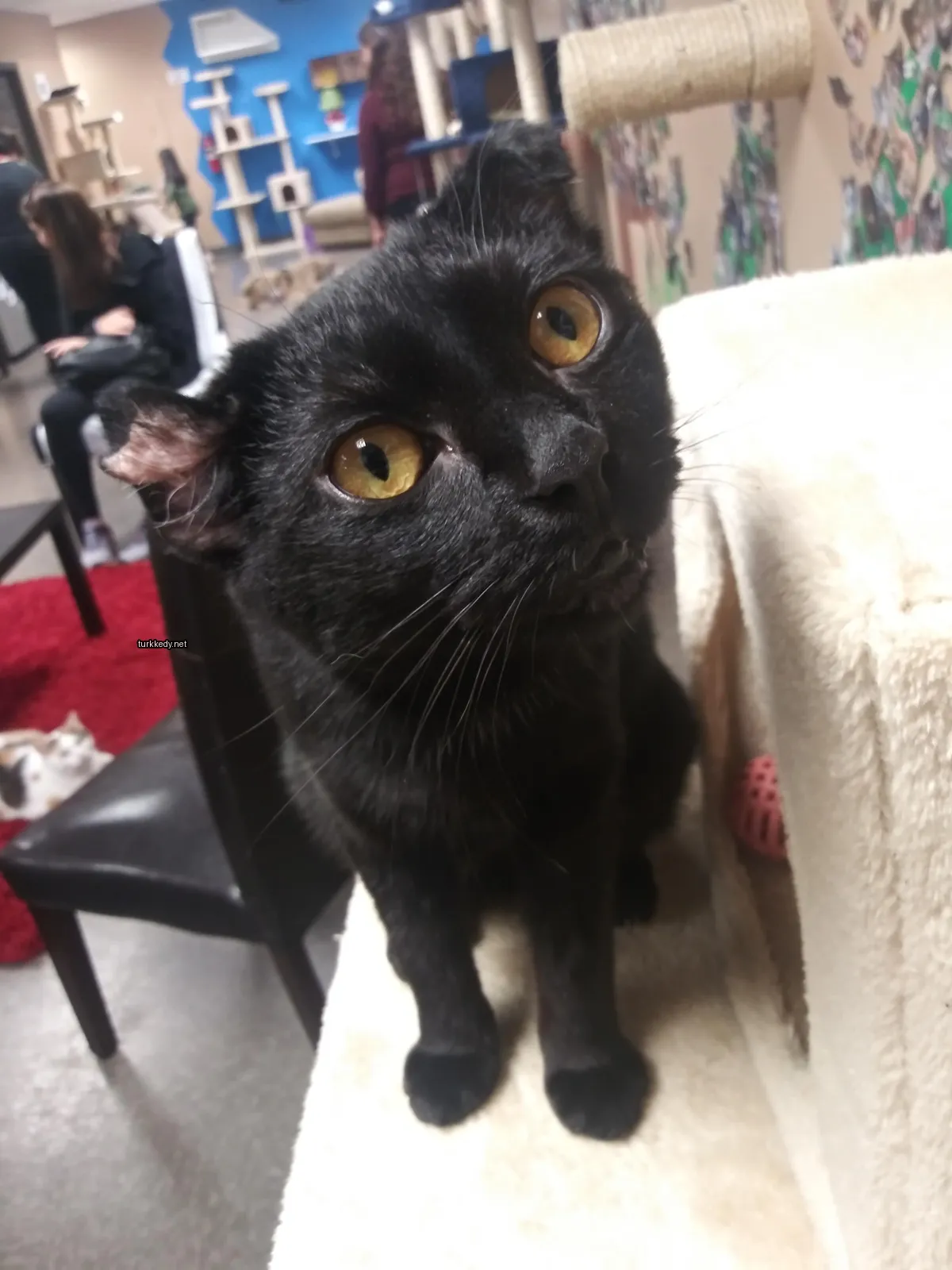 Siyah bir kedi sarı gözleriyle kedi ağacında oturuyor.