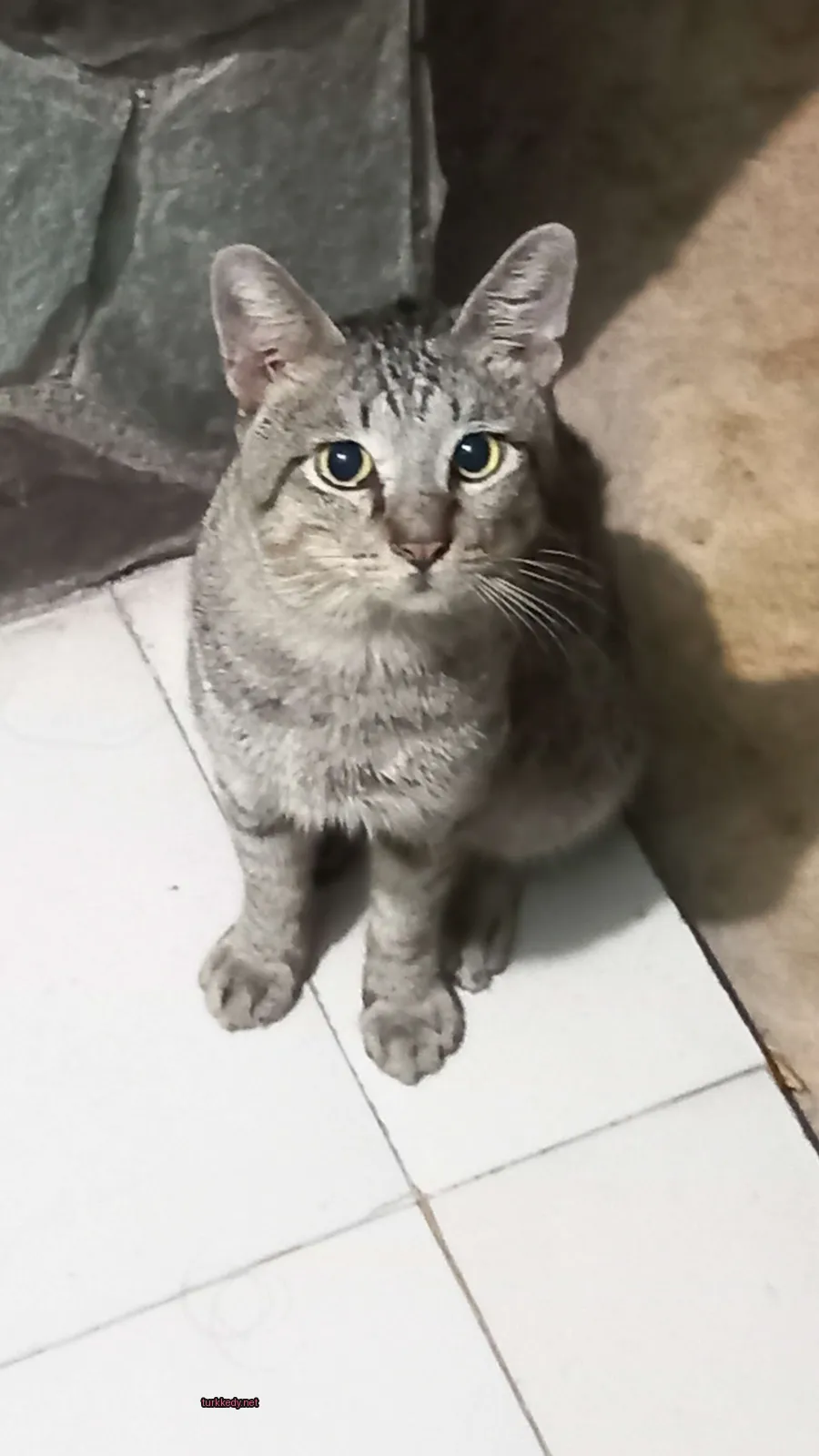 Gri ve beyaz bir kedi bir mermer zeminde oturuyor.