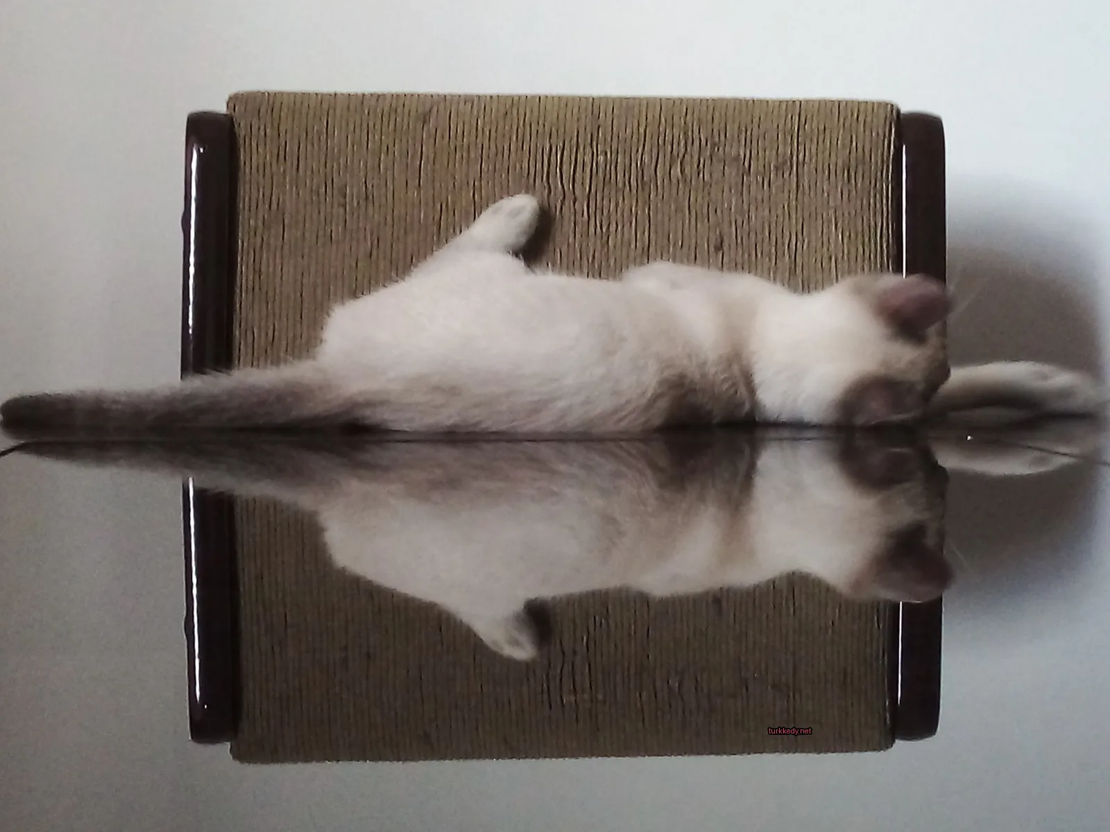 Beyaz bir kedi bir halı üzerinde yatıyor.