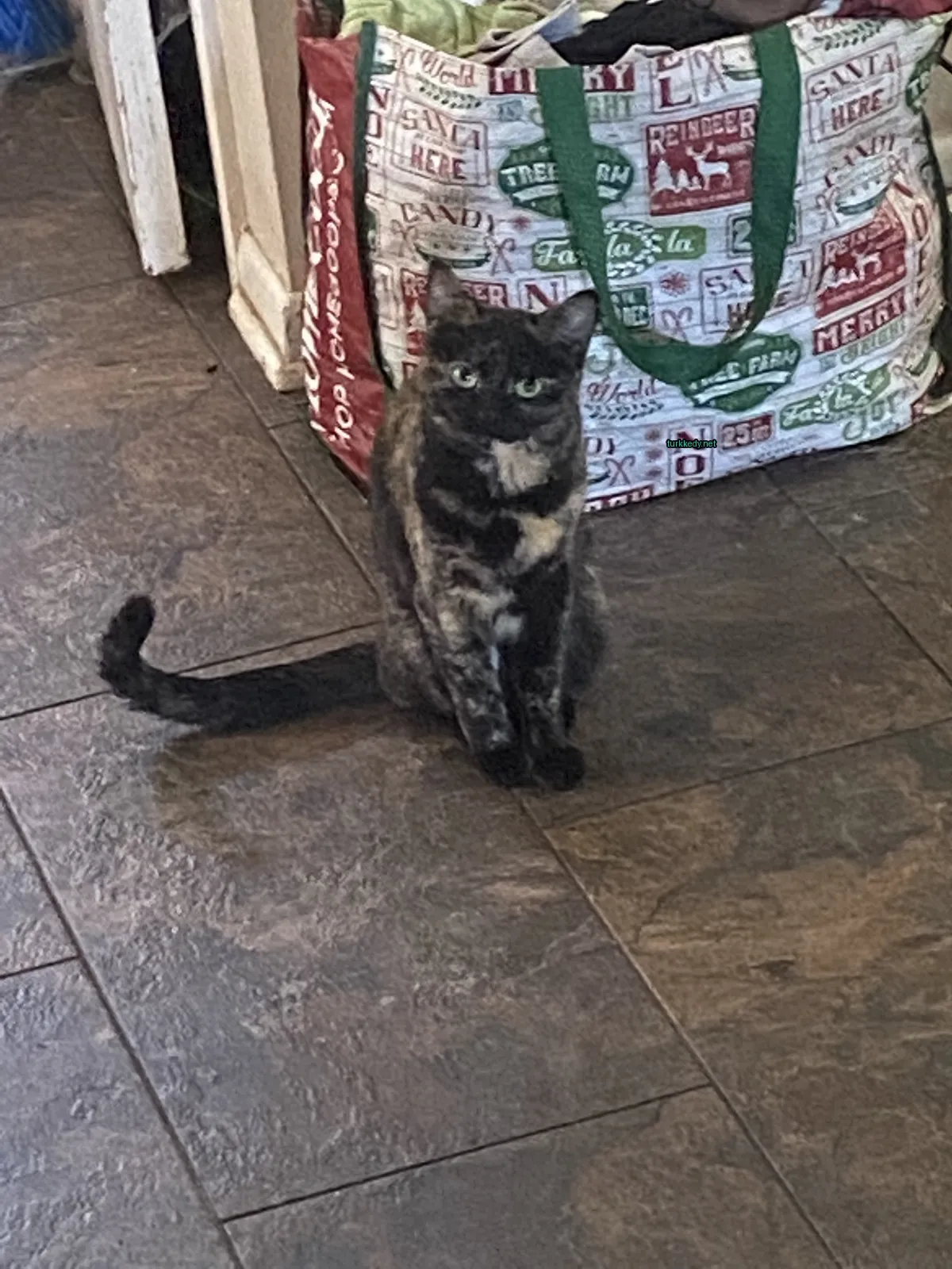Siyah ve kahverengi bir kedi bir mermer zemin üzerinde oturuyor.