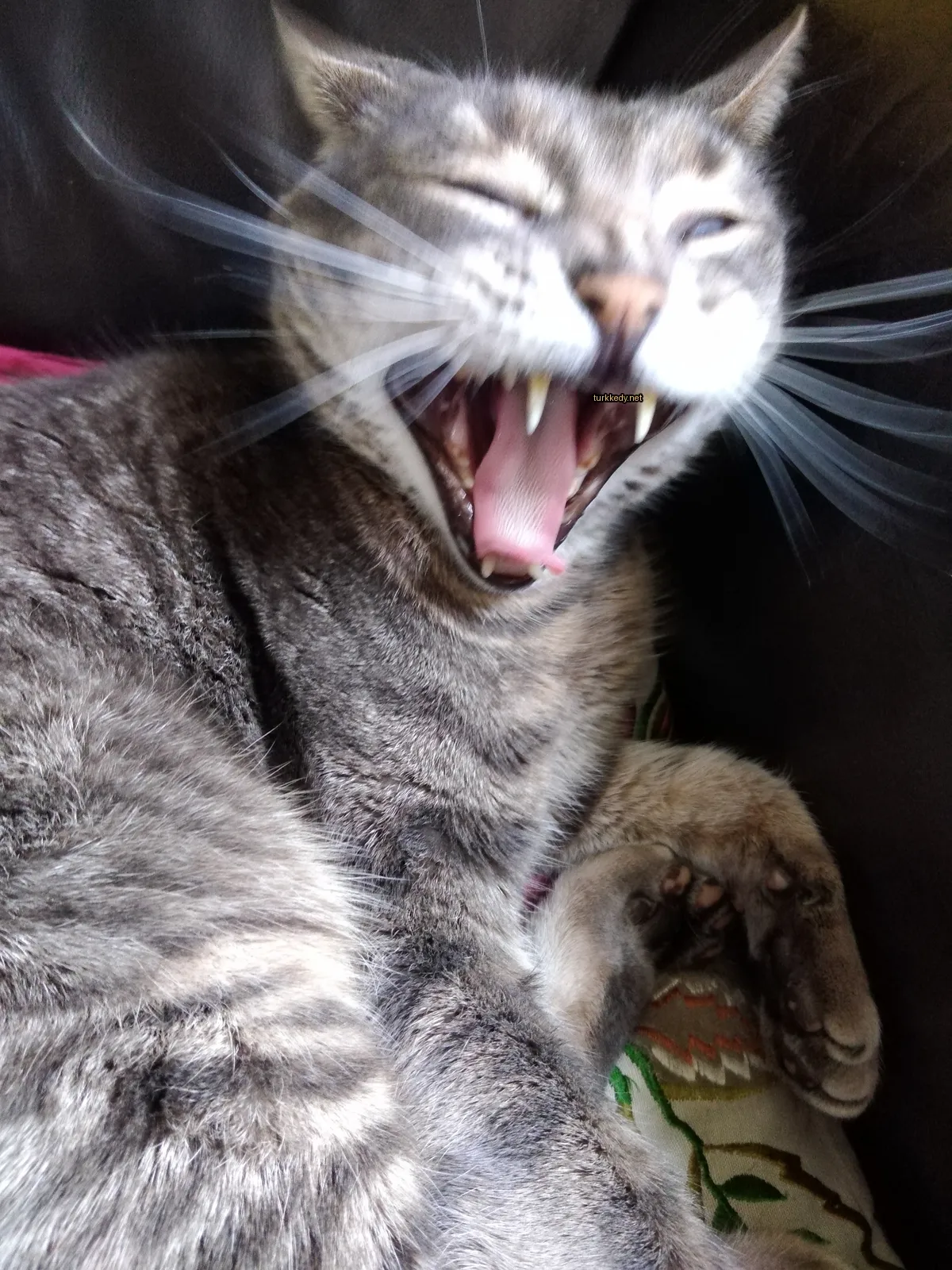 Gri ve beyaz bir kedi, yorgun bir şekilde yutkunarak bir sofa üzerinde yatıyor.