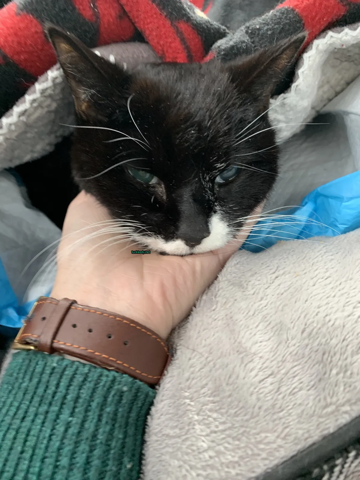 Siyah ve beyaz bir kedi, boynunda yeşil bir kemer taşıyor.