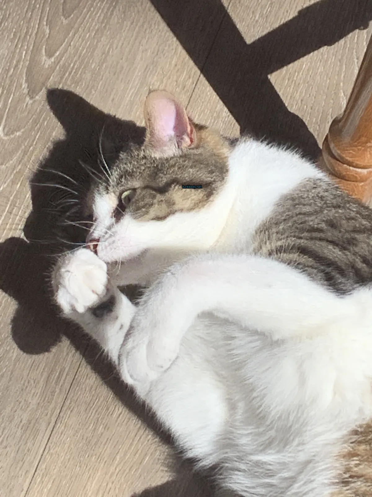 Beyaz ve kahverengi bir püskürtü olan bir kedi zemine uzanmıştır.