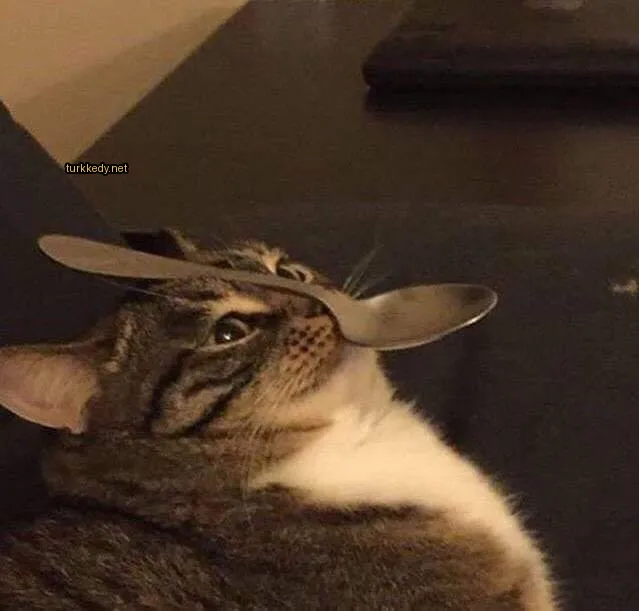 Bir kedi, bir kaşıkla ağzında masa üzerinde yatıyor.